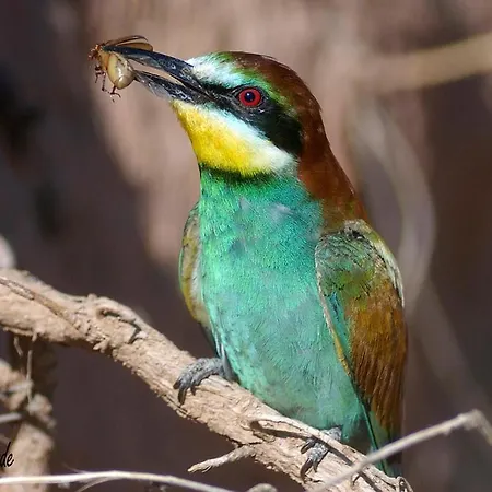 Anatiduero Apartamento
