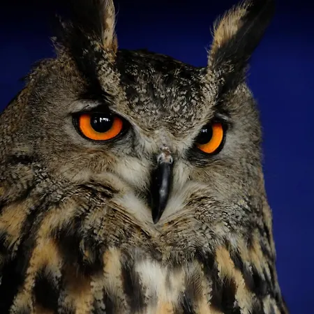 Anatiduero Apartamento Molinos de Duero