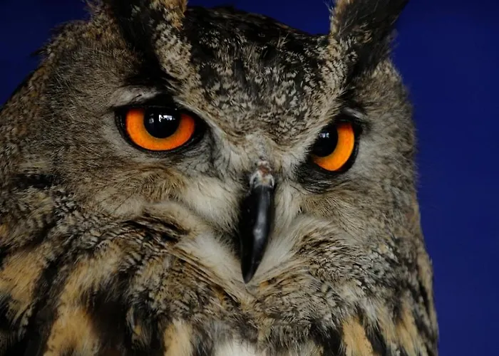 Anatiduero Appartement Molinos de Duero